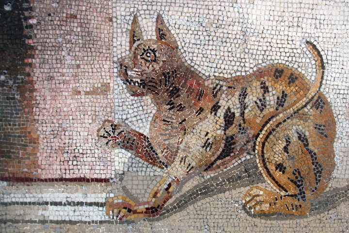 Mosaïque de Pompéi représentant un chat, Musée archéologique de Naples (source photographie : Wikimedia Commons, M.Finizio)